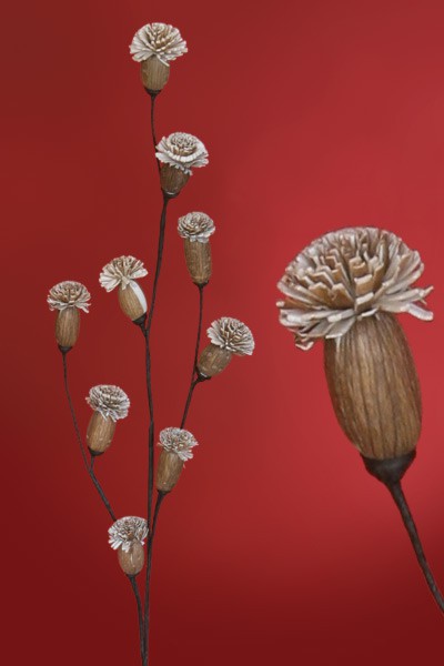 Naturblume - Solarpflanze Opiumblüte 88 cm