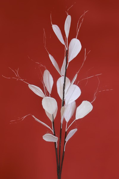 Naturblume - Solarpflanze Papierblume 1,02 m