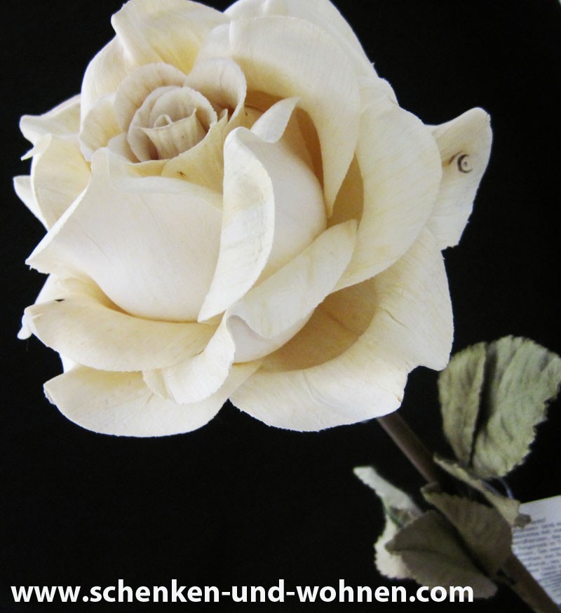 Naturblume - Solarpflanze, Rose weiß ca. 60 cm lang