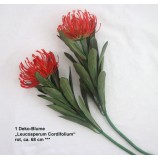 1 Deko-Blume „Leucosperum Cordifolium“ rot, ca. 68 cm