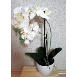Kunstpflanze Phalaenopsis 2 Triebe im Topf weiß-gelb ca. 54cm